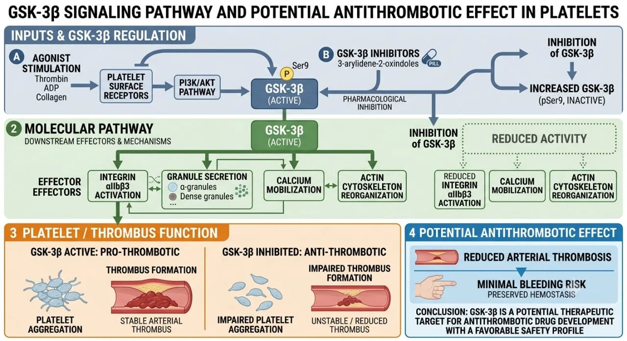 Elias Othman: Can an Enzyme Involved in Cell Signaling Become a Target for Antithrombotic Drug Discovery? 1 Elias Othman: Can an Enzyme Involved in Cell Signaling Become a Target for Antithrombotic Drug Discovery?