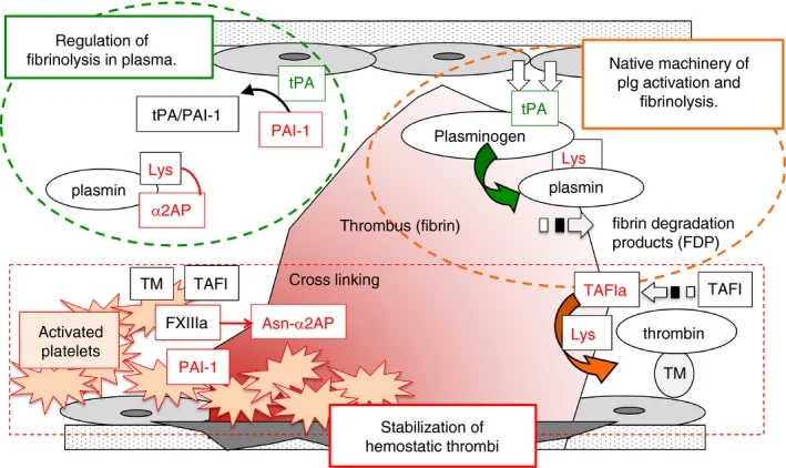 Hyperfibrinolysis