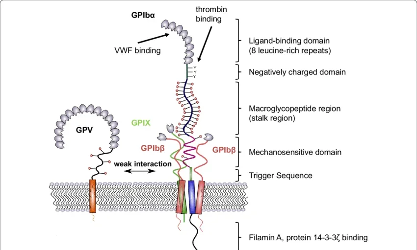 Bernard-Soulier syndrome in the Genomic Era: From GP Ib-IX-V Dysfunction to Precision Diagnosis 1 Bernard-Soulier syndrome in the Genomic Era: From GP Ib-IX-V Dysfunction to Precision Diagnosis